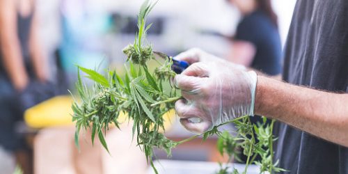Cannabis Companies Face Cross-border Exposures if They Want to Grow
